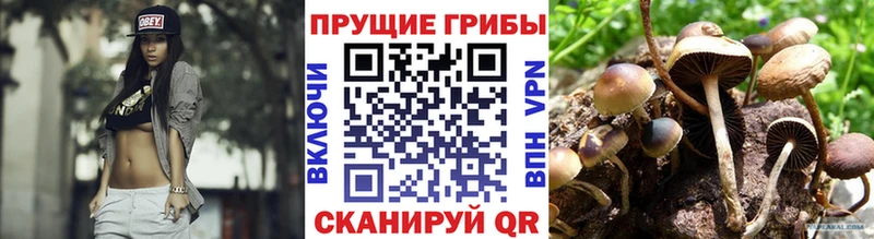Псилоцибиновые грибы Cubensis  сайты даркнета какой сайт  Кунгур 